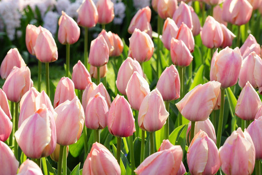 Salmon Van Eijk Tulip Bulbs