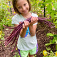 Red Noodle Bean Seeds online shopping