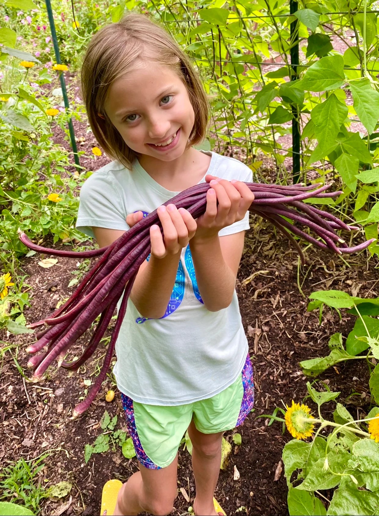Red Noodle Bean Seeds online shopping