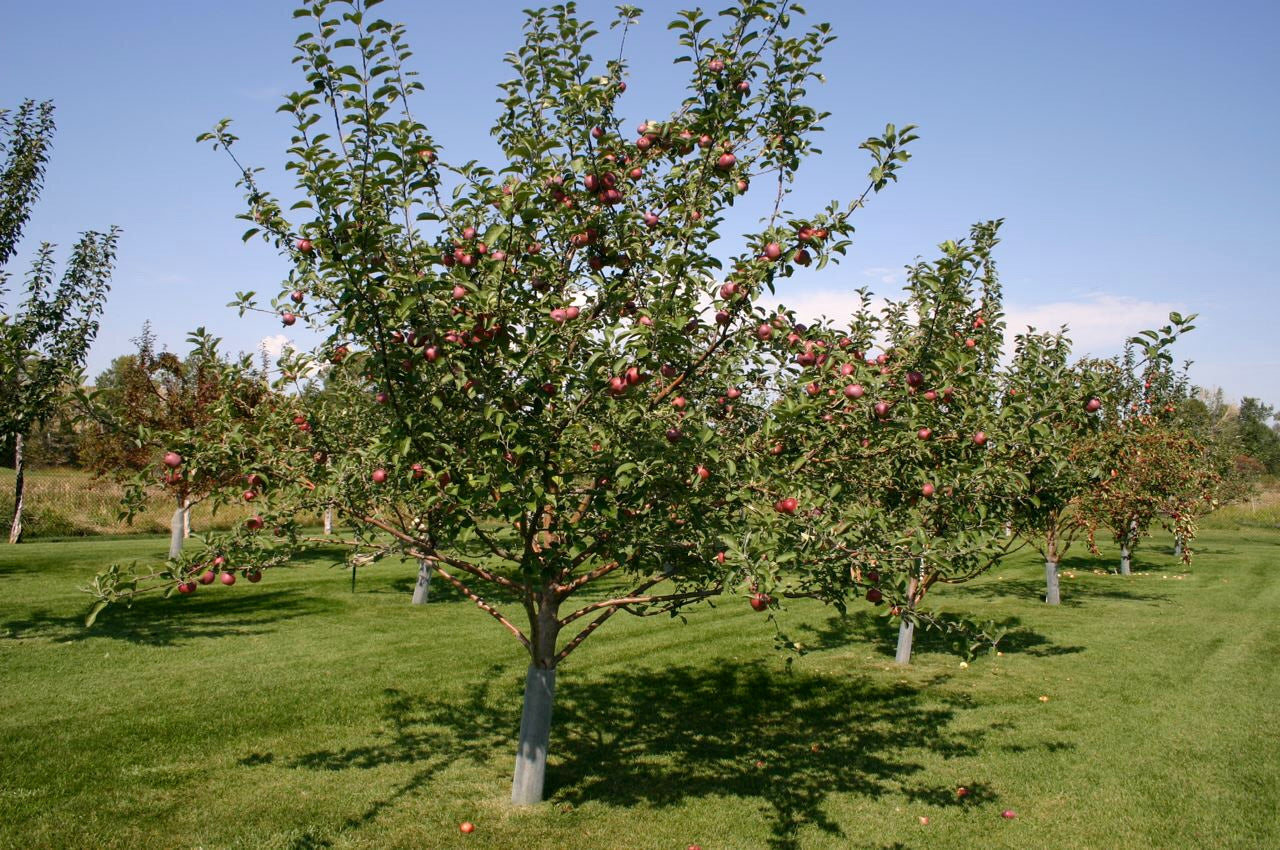 Apple Tree - Pommier