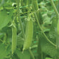 Cascadia Snap Pea