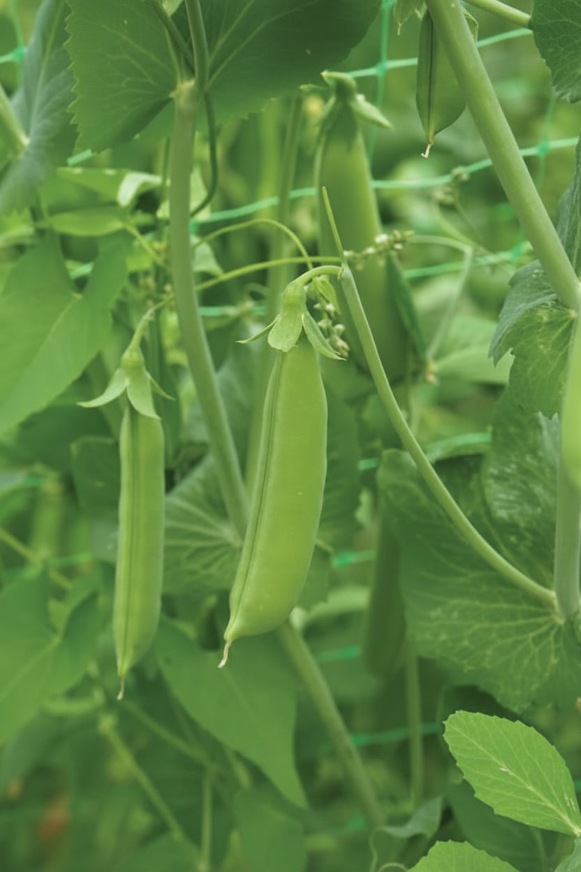 Cascadia Snap Pea