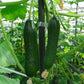 Ishtar F1 Cucumber Seeds online shopping