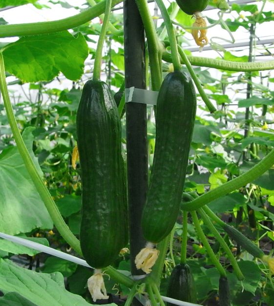 Ishtar F1 Cucumber Seeds online shopping