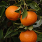 Dancy Mandarin Budwood citrus plant material online shopping