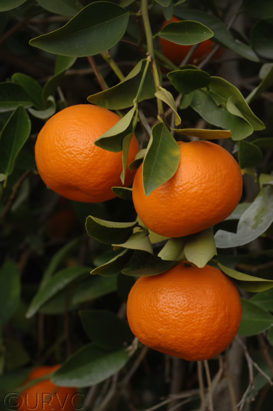 Dancy Mandarin Budwood citrus plant material online shopping
