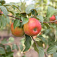 Honeycrisp Apple