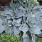 Jetstream Hosta Plants online shopping