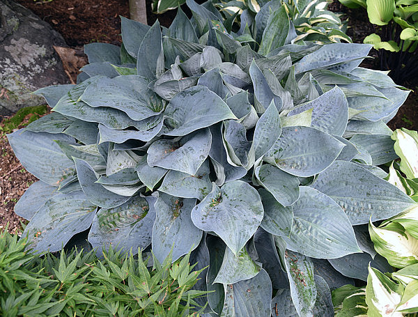 Jetstream Hosta Plants online shopping