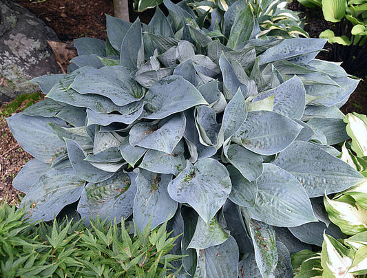 Jetstream Hosta Plants online shopping