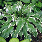 Ginsu Knife Hosta Plants online shopping