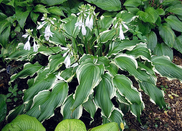 Ginsu Knife Hosta Plants online shopping