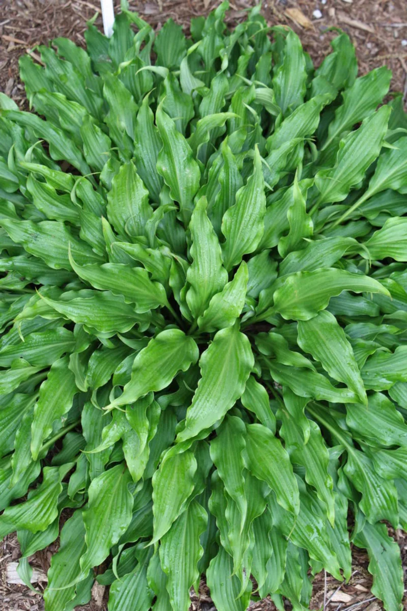 Tongue Lashing Hosta