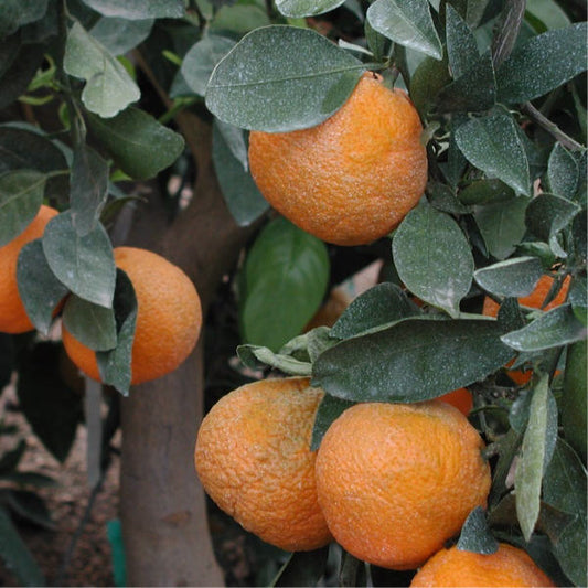 Silverhill Satsuma Mandarin Budwood citrus plant material online shopping