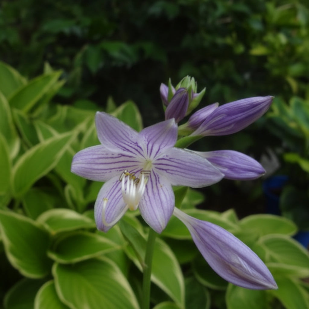 Lakeside Hoola Hoop Hosta Plants online shopping