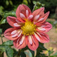 Giggles Dahlia