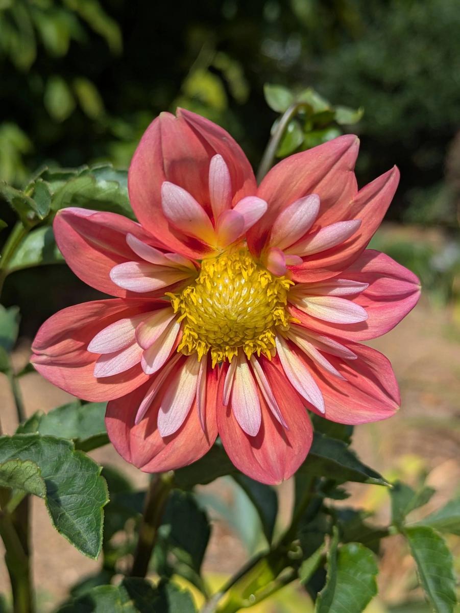 Giggles Dahlia