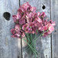 Kings Ransom Sweet Pea seeds online shopping