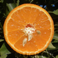 USDA 6-15-150 Mandarin Budwood citrus plant material online shopping