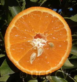 USDA 6-15-150 Mandarin Budwood citrus plant material online shopping