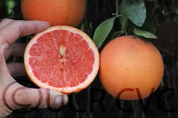 Star Ruby Grapefruit Budwood