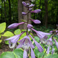 Key Lime Pie Hosta Plants online shopping