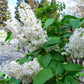 Common White Heirloom Lilac lilac plant online shopping