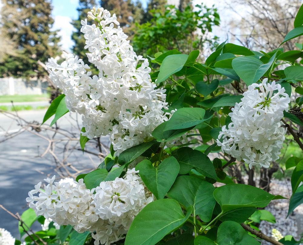 Common White Heirloom Lilac lilac plant online shopping