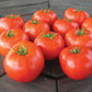 Mountain Merit Tomato