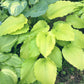 Golden Falls Hosta Plants online shopping