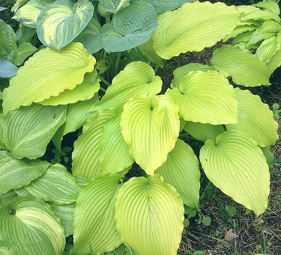 Golden Falls Hosta Plants online shopping