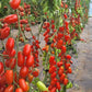 Marzito F1 Tomato