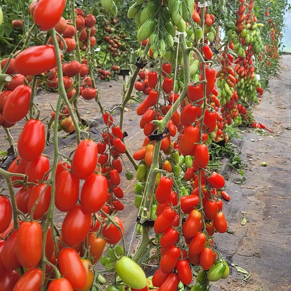 Marzito F1 Tomato