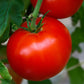 RuBee Goddess Tomato