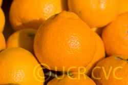 Frost Owari Satsuma Mandarin Budwood citrus plant material online shopping