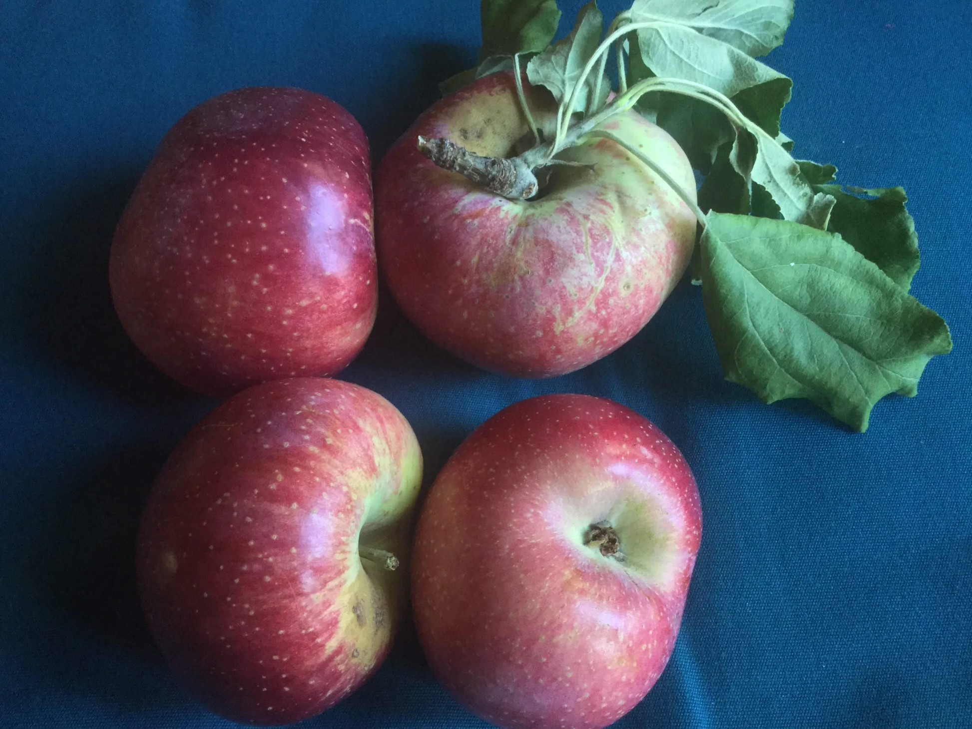 Wolf River Heirloom Apple Tree