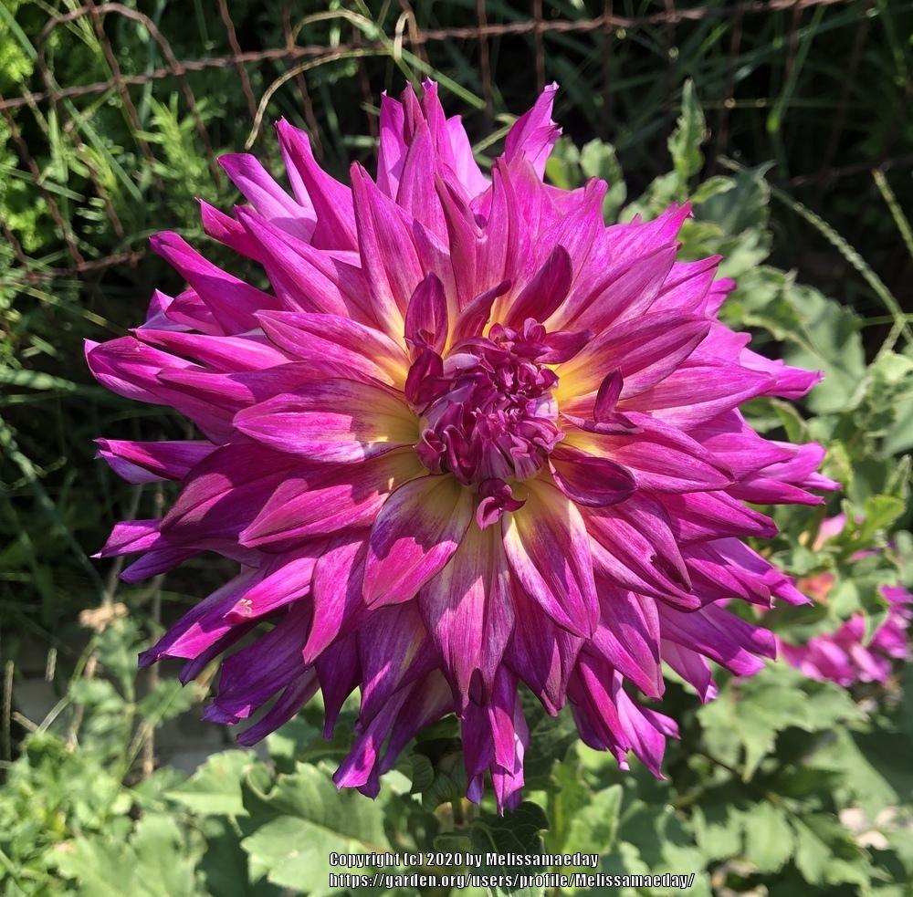 Spoiled Rotten Dahlia