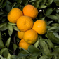 Iyo Mikan Tangor Mandarin Budwood citrus plant material online shopping