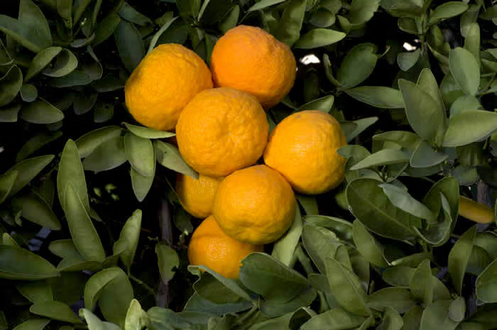 Iyo Mikan Tangor Mandarin Budwood citrus plant material online shopping