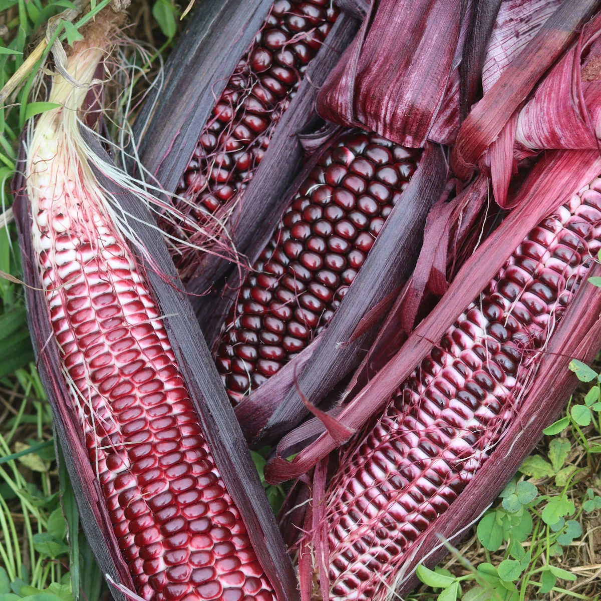 Double Red Corn