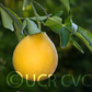 Swingle Citrumelo Trifoliate Hybrid Budwood citrus plant material online shopping