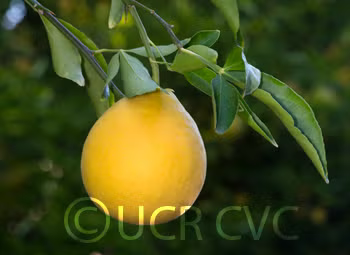 Swingle Citrumelo Trifoliate Hybrid Budwood citrus plant material online shopping