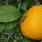 Kinkoji Unshiu Mandarin Hybrid Budwood citrus plant material online shopping