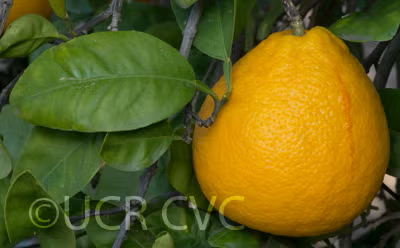 Kinkoji Unshiu Mandarin Hybrid Budwood citrus plant material online shopping