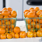 Nagami Kumquat Budwood citrus plant material online shopping