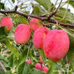 Centennial Crabapple