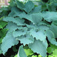 Valley’s Love Buzz Hosta Plants online shopping