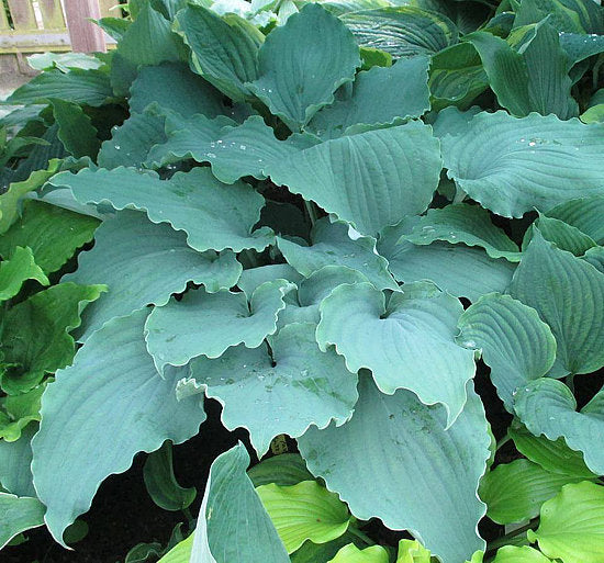 Valley’s Love Buzz Hosta Plants online shopping