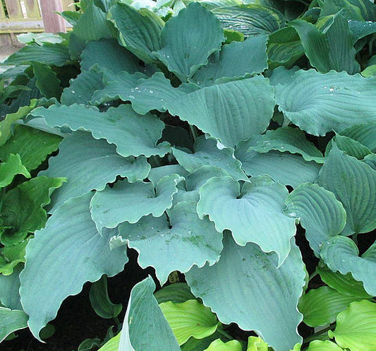 Valley’s Love Buzz Hosta Plants online shopping