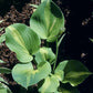 Olive Branch Hosta Plants online shopping